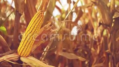 成熟玉米耳在农业耕地收获季节准备采摘，稳定全高清1920x1080镜头